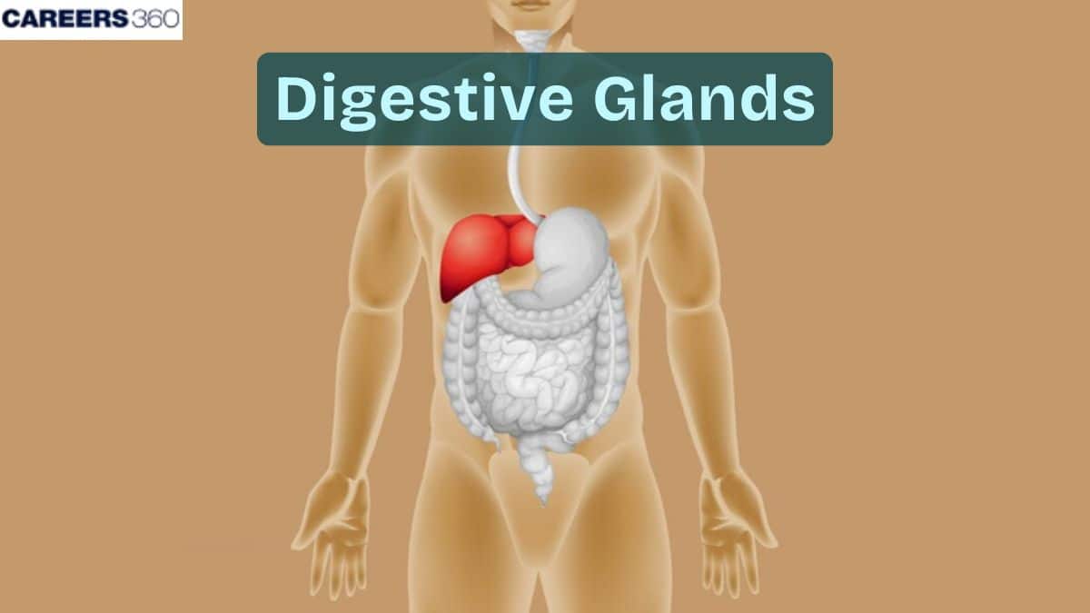 Digestive Glands: Definition, Function, Diagram, Examples